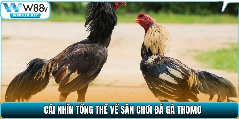 Cái nhìn tổng thể về sân chơi đá gà Thomo