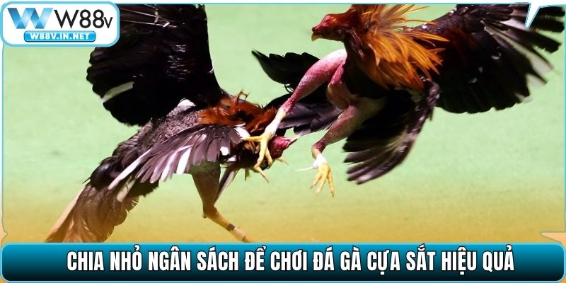 Chia nhỏ ngân sách để chơi đá gà cựa sắt hiệu quả