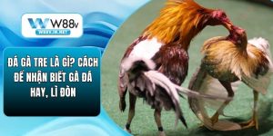 Đá Gà Tre Là Gì? Cách Để Nhận Biết Gà Đá Hay, Lì Đòn