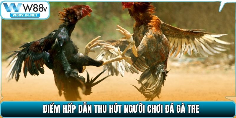 Điểm hấp dẫn thu hút người chơi đá gà tre