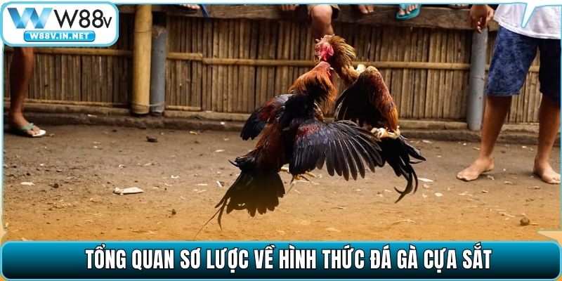 Tổng quan sơ lược về hình thức đá gà cựa sắt